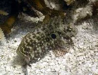Seram blenny (Salarias ceramensis)