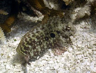 Seram blenny (Salarias ceramensis)
