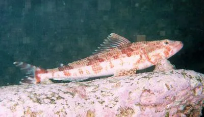 Sergeant baker (Latropiscis purpurissatus)