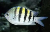 Sergeant-major (Abudefduf saxatilis)