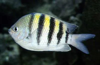 Sergeant-major (Abudefduf saxatilis)