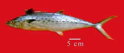 Serra Spanish mackerel (Scomberomorus brasiliensis)