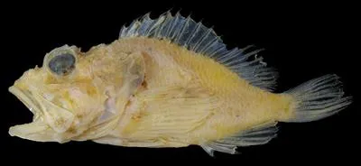 Serrated deepwater scorpionfish (Scorpaenopsis crenulata)