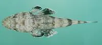 Serrated flathead (Rogadius serratus)