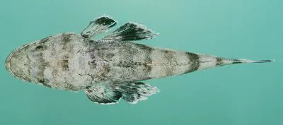 Serrated flathead (Rogadius serratus)