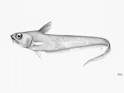 Serrulate whiptail (Coryphaenoides serrulatus)