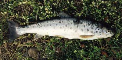 Sevan trout (Salmo ischchan)