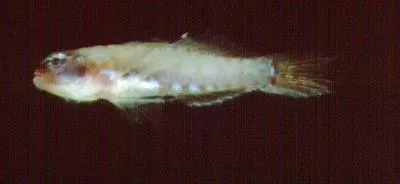 Seven-figure pygmy goby (Eviota sigillata)
