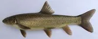 Seven khramulya (Capoeta capoeta capoeta)