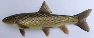 Seven khramulya (Capoeta capoeta capoeta)