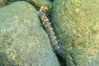 Seven-lined prickleback (Ernogrammus zhirmunskii)