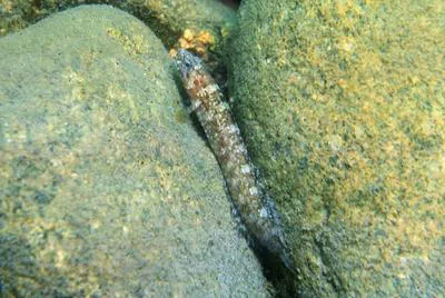 Seven-lined prickleback (Ernogrammus zhirmunskii)