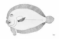 Seven pelvic ray flounder (Engyprosopon septempes)