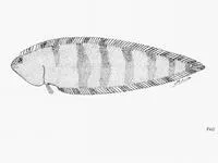 Sevenband tonguesole (Symphurus septemstriatus)