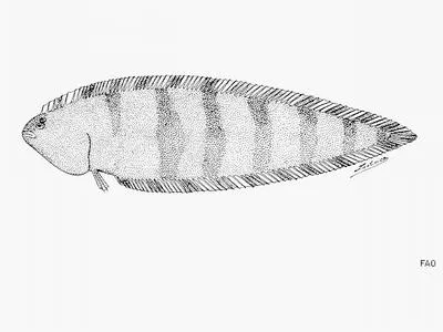 Sevenband tonguesole (Symphurus septemstriatus)