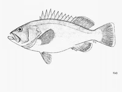 Sevenbar grouper (Hyporthodus ergastularius)