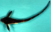 Sevenbarbed banjo (Aspredinichthys filamentosus)