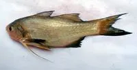 Sevenfinger threadfin (Filimanus heptadactyla)