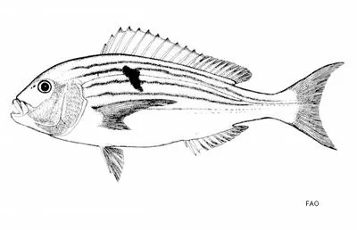 Seventyfour seabream (Polysteganus undulosus)