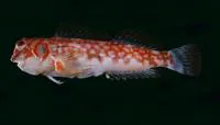 Seychelle's blenny (Stanulus seychellensis)