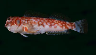 Seychelle's blenny (Stanulus seychellensis)