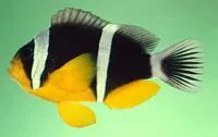 Seychelles anemonefish (Amphiprion fuscocaudatus)