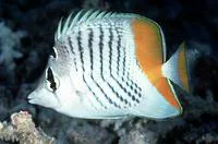 Seychelles butterflyfish (Chaetodon madagaskariensis)