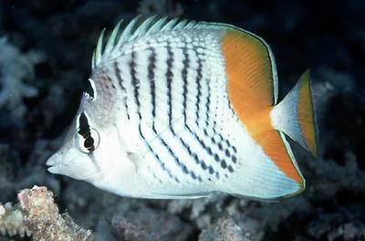 Seychelles butterflyfish (Chaetodon madagaskariensis)