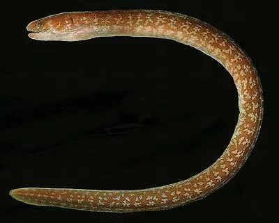 Seychelles moray (Anarchias seychellensis)