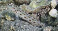 Seychelles shrimpgoby (Ctenogobiops maculosus)