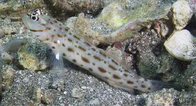 Seychelles shrimpgoby (Ctenogobiops maculosus)