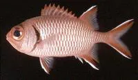Seychelles soldier (Myripristis seychellensis)