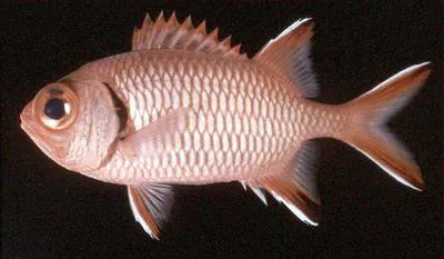 Seychelles soldier (Myripristis seychellensis)