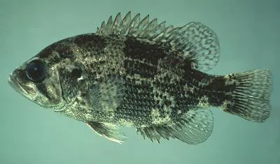Shadow bass (Ambloplites ariommus)