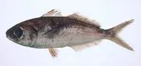 Shadow driftfish (Cubiceps whiteleggii)
