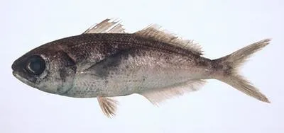 Shadow driftfish (Cubiceps whiteleggii)