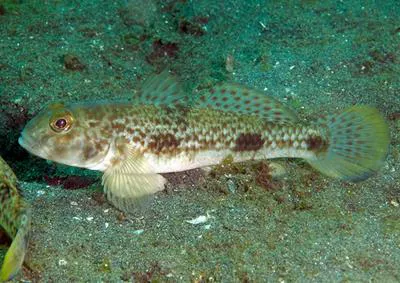 Shadow goby (Acentrogobius nebulosus)