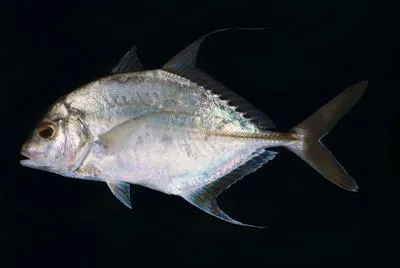 Shadow trevally (Carangoides dinema)