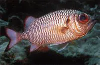 Shadowfin soldierfish (Myripristis adusta)