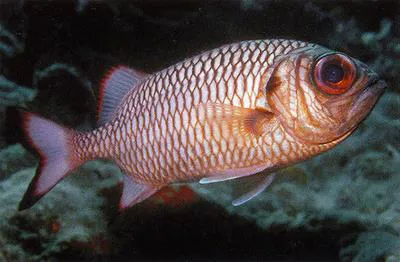 Shadowfin soldierfish (Myripristis adusta)