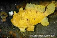 Shaggy angler (Antennarius hispidus)