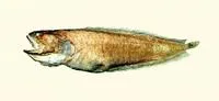 Shaggy cusk (Porocephalichthys dasyrhynchus)