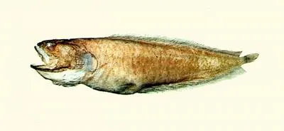 Shaggy cusk (Porocephalichthys dasyrhynchus)