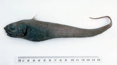 Shaggy whiptail (Trachonurus sentipellis)