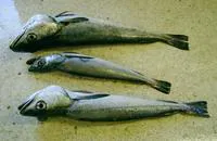 Shallow-water Cape hake (Merluccius capensis)