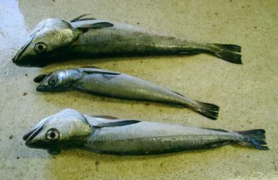 Shallow-water Cape hake (Merluccius capensis)