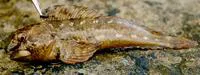 Shanny (Lipophrys pholis)
