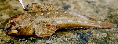 Shanny (Lipophrys pholis)