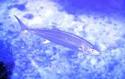 Shark mackerel (Grammatorcynus bicarinatus)