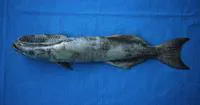 Shark sucker (Remora remora)